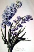 Cornelis van Spaendonck Prints Hyacinth oil painting on canvas